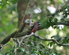 Eurylaimus javanicus