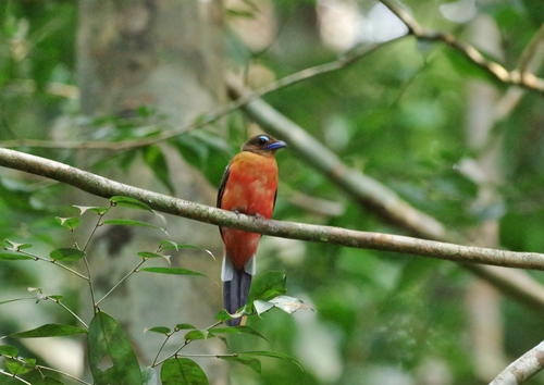 Harpactes duvaucelii