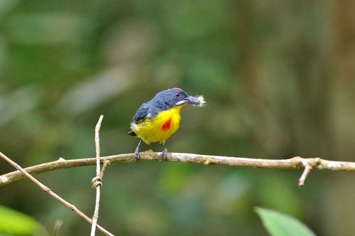 Prionochilus percussus