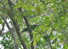 Psilopogon rafflesii