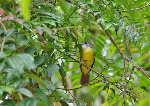 Alophoixus phaeocephalus