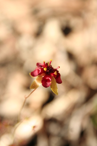 Drosera calycina