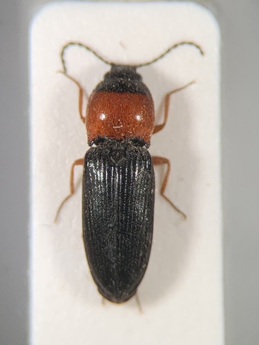 Cardiophorus anticus