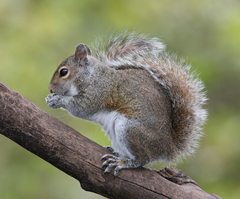 Eastern Gray Squirrel photo 4