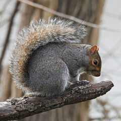 Eastern Gray Squirrel photo 5