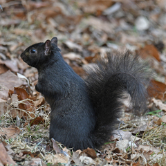 Eastern Gray Squirrel photo 1