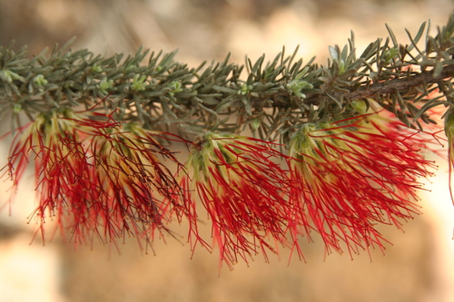 Image of Melaleuca cinerea by no rights reserved