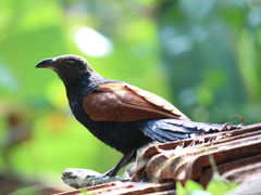 Centropus sinensis parroti