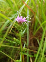 Liatris squarrosa
