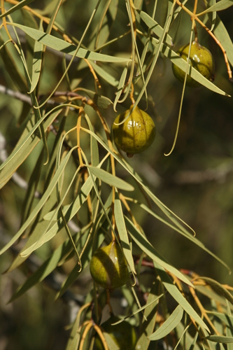Image of Santalum acuminatum by no rights reserved
