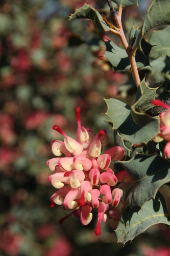 Image of Grevillea insignis by no rights reserved