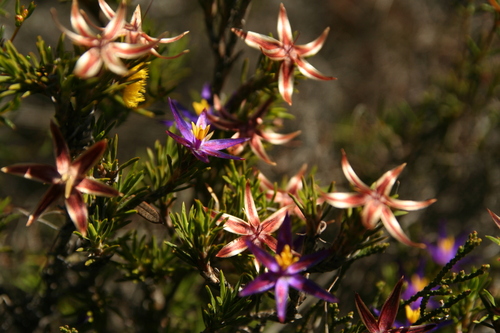 Calectasia valida (Calectasia valida)
