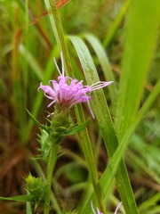 Liatris squarrosa