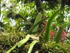 Prosthechea livida