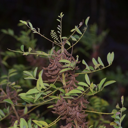Image of Indigofera suffruticosa by (c) Michelle W. （鍾偉瑋）, some rights reserved (CC BY)