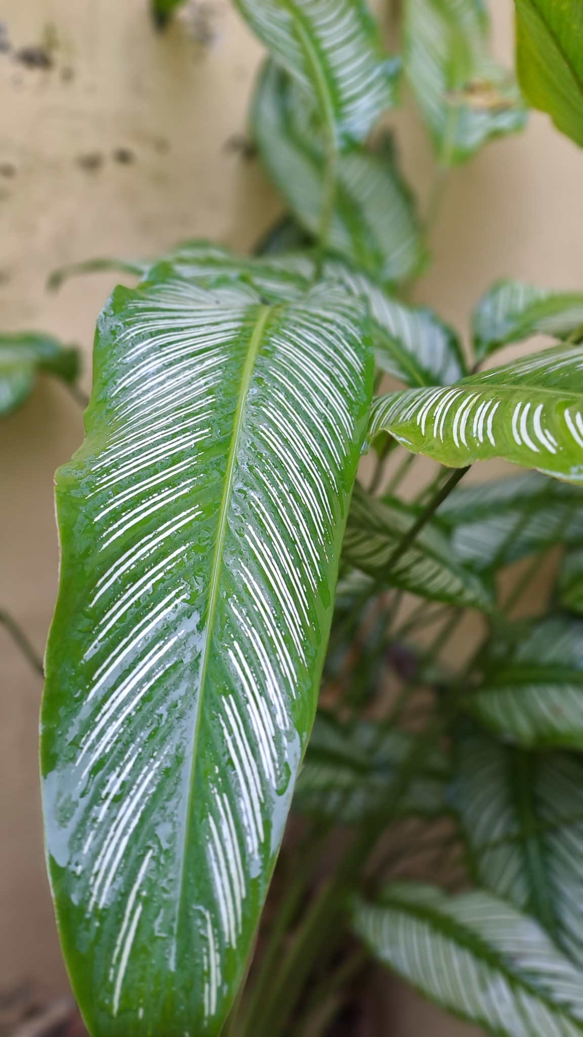 Imagem de Maranta-zebrada