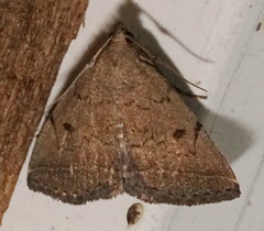 Zanclognatha protumnusalis