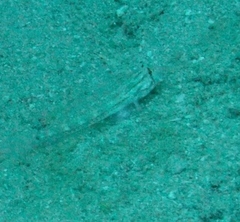 Gnatholepis caudimaculata