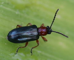 Oulema melanopus