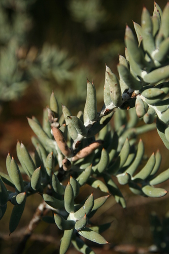 Image of Daviesia pachyphylla by no rights reserved