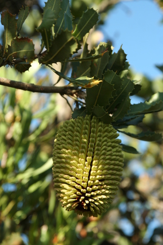 Image of Banksia lemanniana by no rights reserved