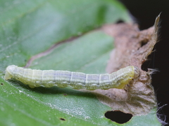 Operophtera fagata