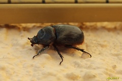 Oryctes nasicornis grypus