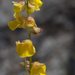 Utricularia longeciliata - Photo (c) Alexander Shenkin, some rights reserved (CC BY-NC), uploaded by Alexander Shenkin