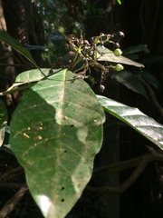 Tarenna pavettoides