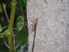 Euploea mulciber barsine