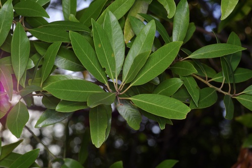 Image of Tamala borbonia by (c) Michelle W. （鍾偉瑋）, some rights reserved (CC BY)