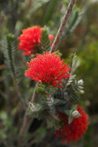 Image of Melaleuca velutina by no rights reserved