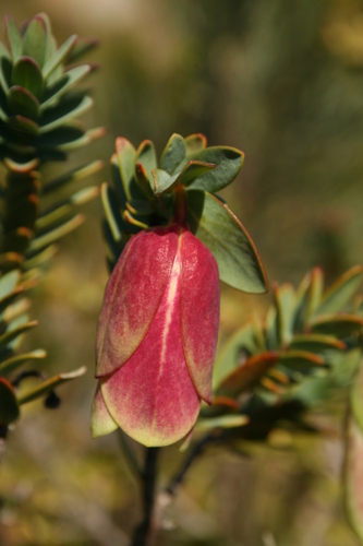 Image of Pimelea physodes by no rights reserved