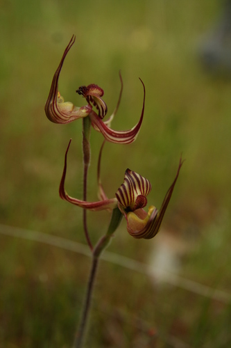Image of Caladenia multiclavia by no rights reserved