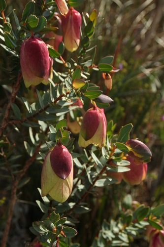 Image of Pimelea physodes by no rights reserved