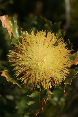 Image of Banksia heliantha by no rights reserved