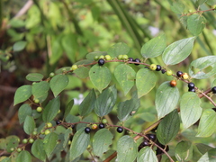 Ziziphus oenopolia