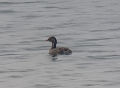 Tachybaptus ruficollis