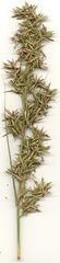 Cymbopogon nardus