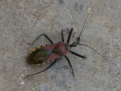 Rhynocoris segmentarius