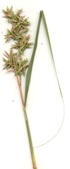 Cymbopogon nardus