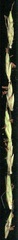 Cymbopogon nardus