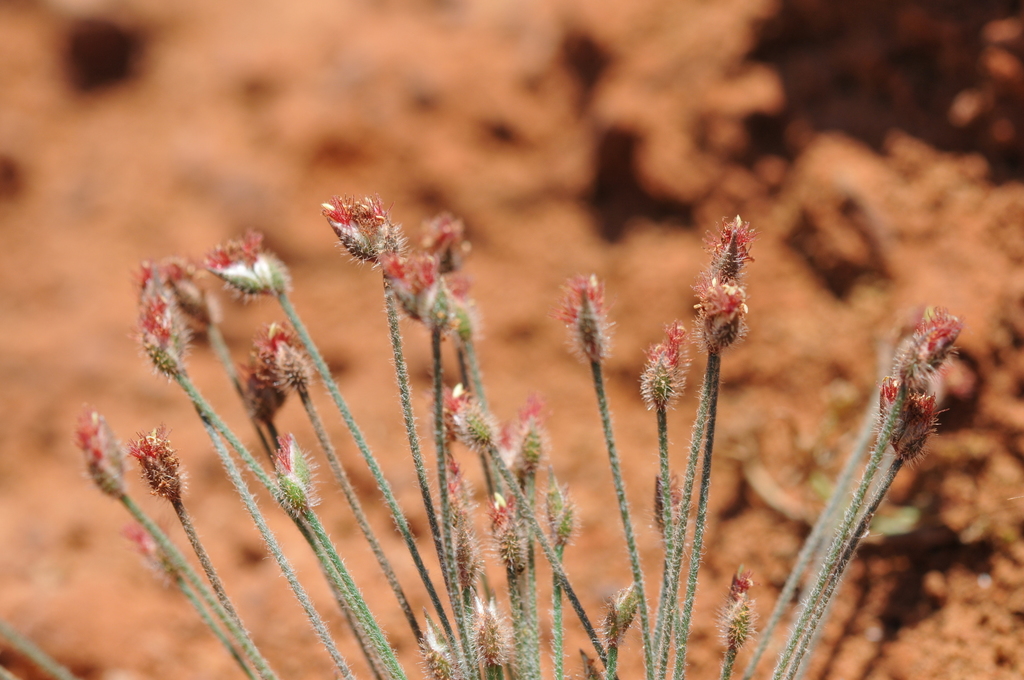 Centrolepis exserta