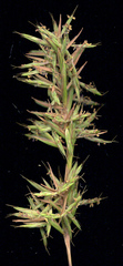 Cymbopogon nardus