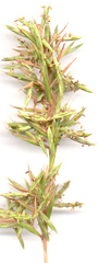 Cymbopogon nardus