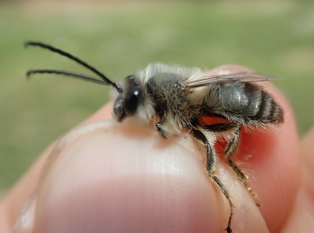 Eucera collaris