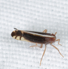 Stenocranus brunneus