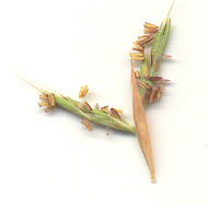 Cymbopogon nardus