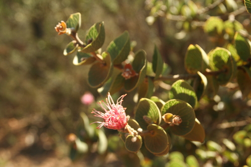 Image of Hakea cucullata by no rights reserved