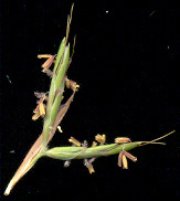 Cymbopogon nardus